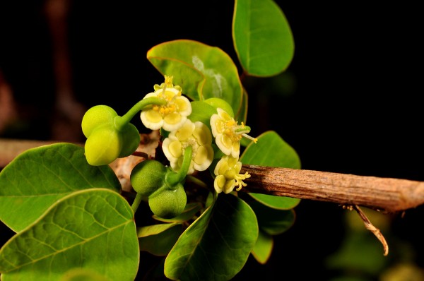 VIVANT-Euphorbia-articulata-SXM-Anse-Marcel-26-01-2013