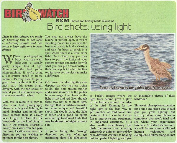 birdwatch-birdshots-lighting-web