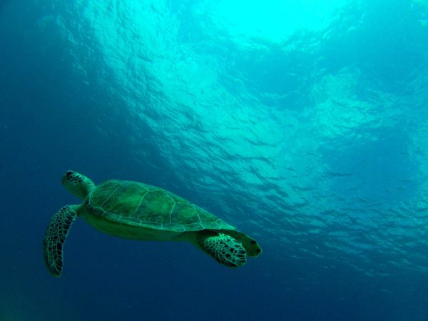 A green turtle takes center stage in the “Vibrant” photo from Alexandre Guerre’s winning entry. Photo by Alexandre Guerre.