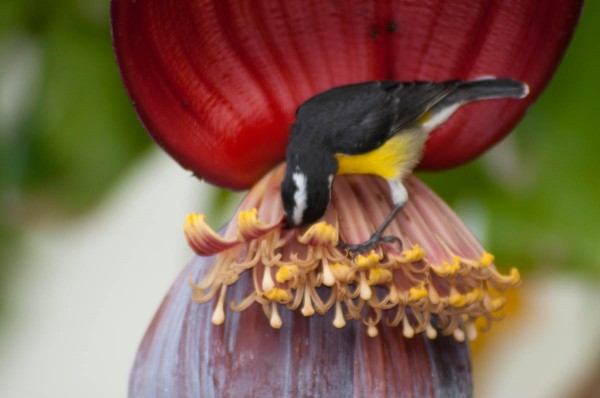 A Bananaquit feeding from banana flowers showcases the posture of the bird rather than its facial expression.