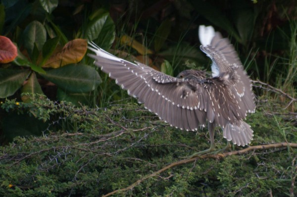 A juvenile Black-crowned Night Heron lands on a branch. These landings are tricker than landings on solid ground because the bird may remain in motion as the branch bends.