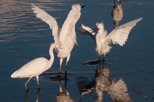 In a large group of egrets, certain individuals seemed more inclined to start trouble. Other egrets headed towards their personal space was strong indicator that sparks would soon be flying.