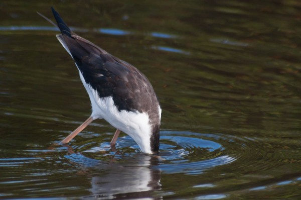 A Black-necked stilt goes head first for food. It makes for a fun photo even though the birds entire head is hidden.