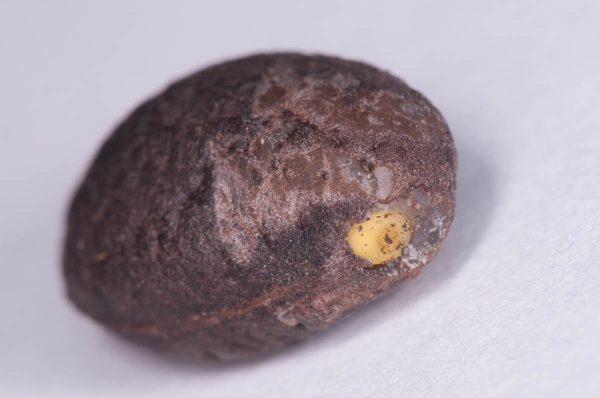 Seed with radicle exposed.