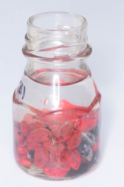 Leaving seeds in water for a day will make it easier to remove the red sarcotesta.