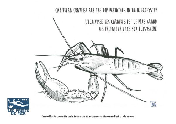 Crayfish-AN