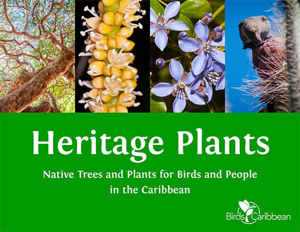 L'ebook gratuit Heritage Plants est un guide pour l'embellissement de la cour et de restauration de l'habitat en utilisant des plantes et des arbres indigènes des Caraïbes.