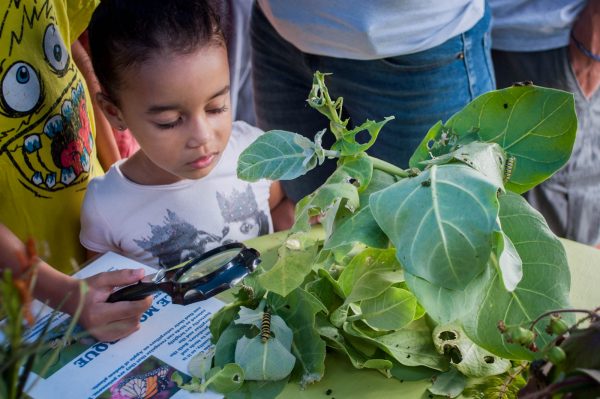 Event-goers examined caterpillars of every stripe at the Bug Discovery Station's Caterpillar Corner.
