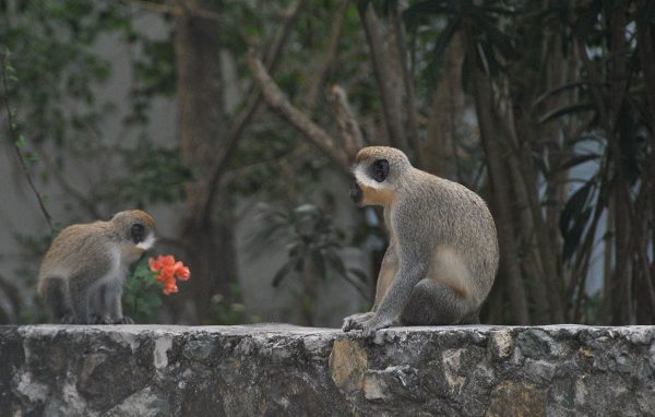 Vulnerable-Admire-the-monkeys