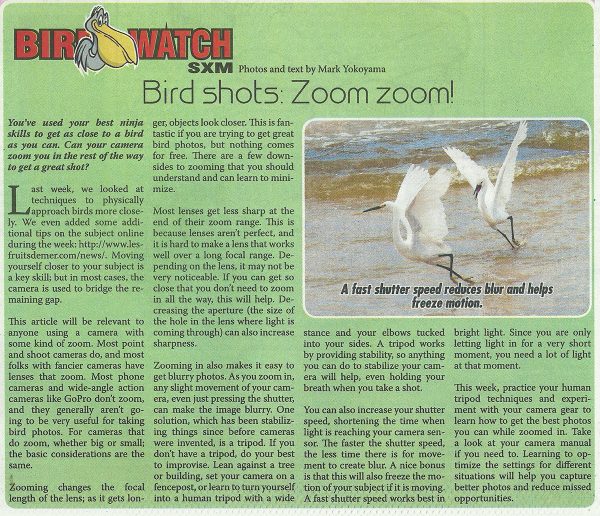 Bird-Watch-birdshots-zoom-web