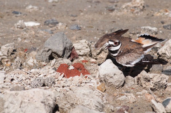 Killdeer are well-known for putting on elaborate distraction displays to draw potential predators away from their nest or chicks.
