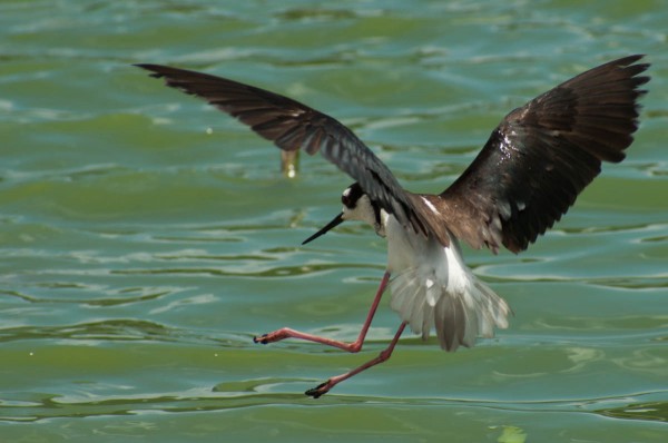 Wings, legs and tail are all in motion as this Black-necked Stilt comes down for a landing.