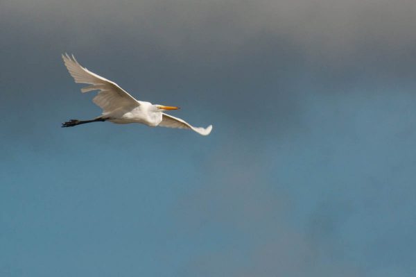 A Great Egret passes horizontally through the frame.