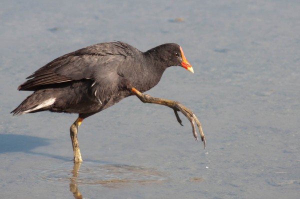 A Common Gallinule with an injured leg or foot hopped around the shallows when feeding.