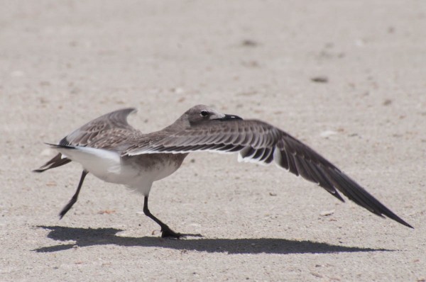 Some birds prefer a running takeoff, which can offer some dynamic moments.