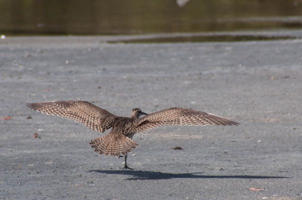 The moment before touchdown gives a perfect view of a Whimbrels wing and tail feathers. It’s one of the relatively rare situations when a photo from behind is valuable.