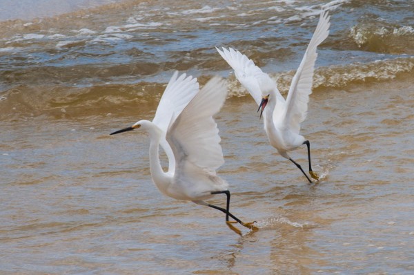 When Snowy Egrets gather at a prime foraging spot be on the lookout for confrontation.