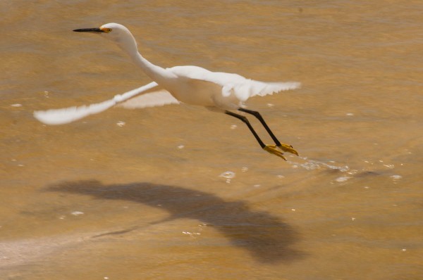 Not all parts are moving with equal speed. This Snowy Egret's wingtips are moving much faster than the rest of the bird.