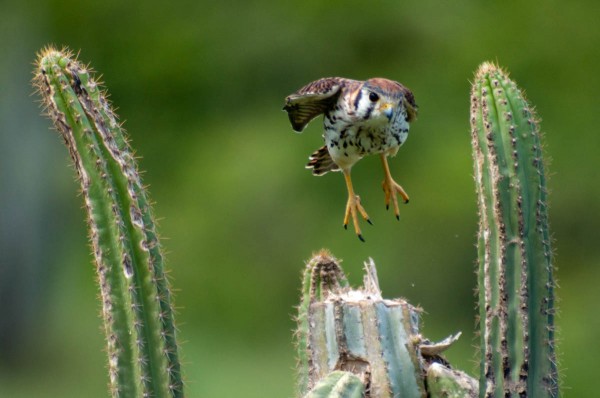The American Kestrel takes flight with a short hop.
