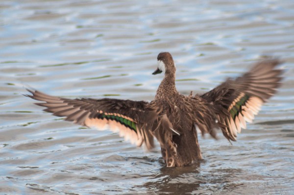A White-cheeked Pintail flaps its wings to shake off excess water when bathing. This burst of motion requires a fast shutter speed and can be impressive from the front or behind.