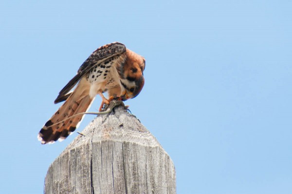 An American Kestrel eats an Anguilla Bank Ameiva. During a meal like this you will almost surely have time to take multiple shots, so take advantage of that opportunity.