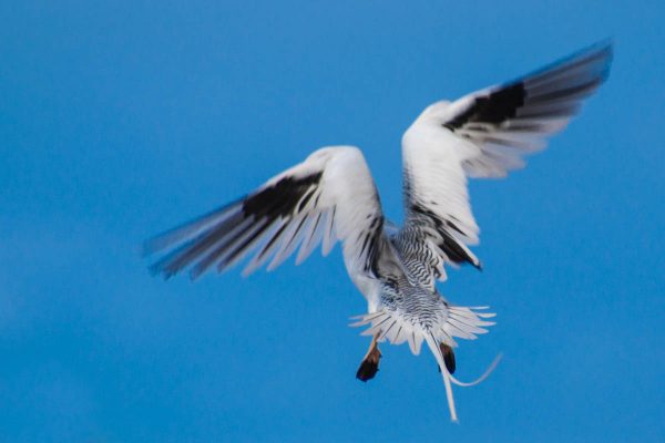 A Red-billed Tropicbird slows down as it approaches its nest in a cliff. The motion gives the photo a sense of vitality even though the bird’s face is not visible.