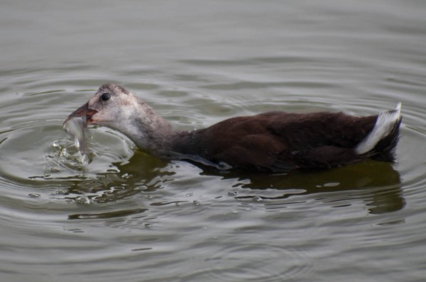 A young Common Gallinule eats a dead tilapia. This invasive fish, which is vulnerable to high salinity levels in the Great Salt Pond, becomes a meal for this primarily vegetarian bird.