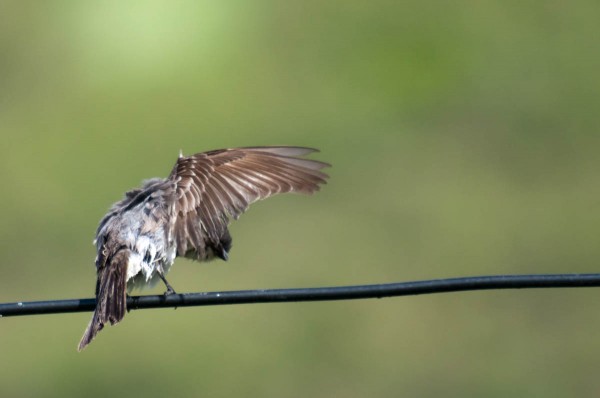 A raised wing gives a great view of the flight feathers on this Gray Kingbird.
