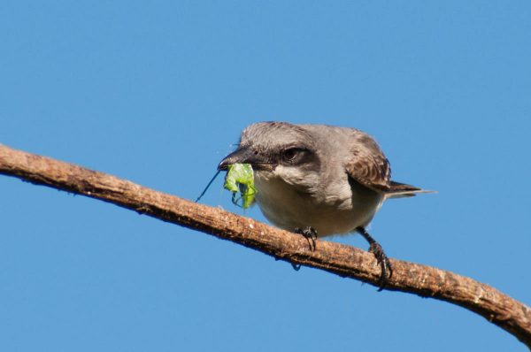 The Gray Kingbird tenderizes a katydid before eating it. This is another behavior that requires a fast shutter speed to capture.