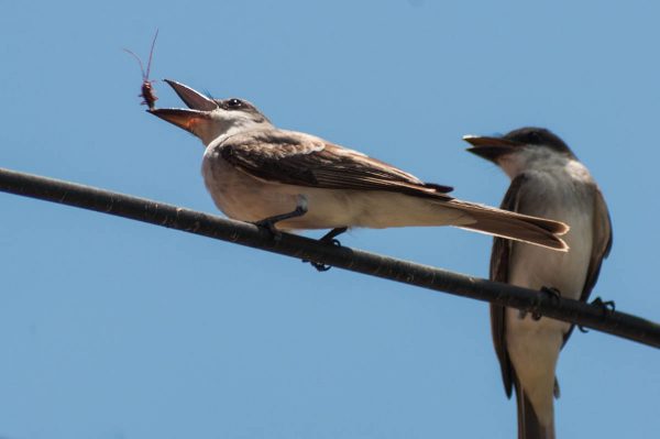A Gray Kingbird flips a cerambycid beetle into the air like a pancake before swallowing it.