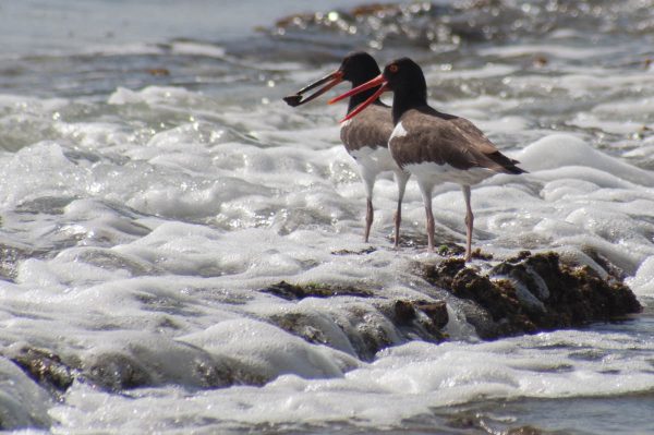 Juvenile American Oystercatchers are often seen with their parents. Perhaps it takes time to learn how to find and extract the shellfish they eat.