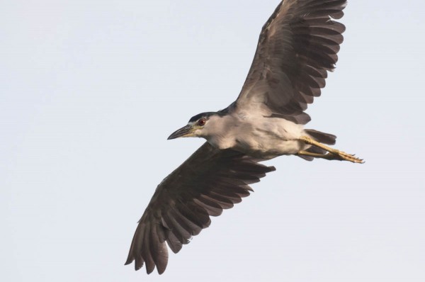 A boring gray background diminishes an otherwise strong photo of a Black-crowned Night Heron.