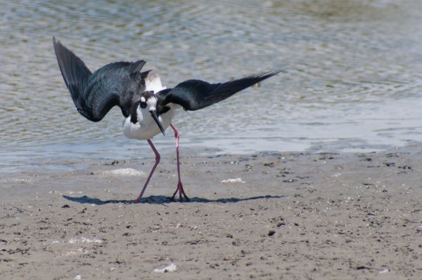 A Black-necked Stilt will do an elaborate distraction display if you wander too close to its nest.