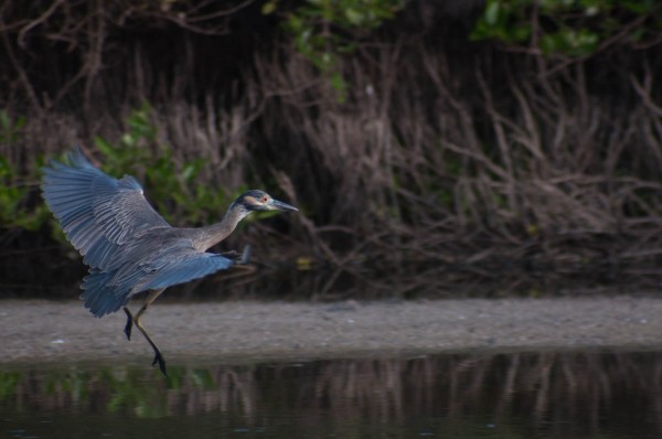 A Yellow-crowned Night Heron glides to a landing. A lucky angle captures the details of the plumage from the back and also the face of the bird as it scans the area.