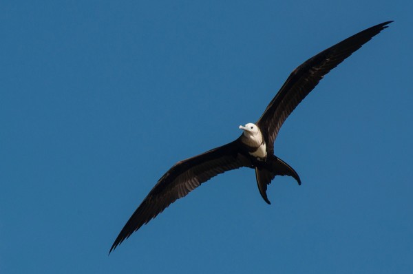 A soaring frigatebird makes a great in flight subject.