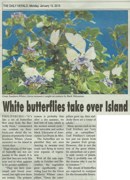 DailyHerald-white-butterflies-web