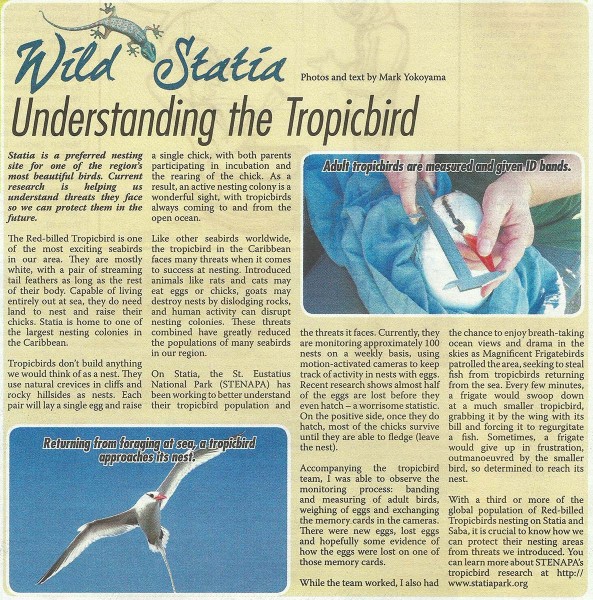 WildStatia-Tropicbird-20150131-web