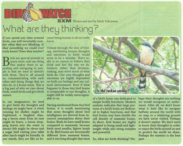 Bird-Watch---What-are-they-thinking-web
