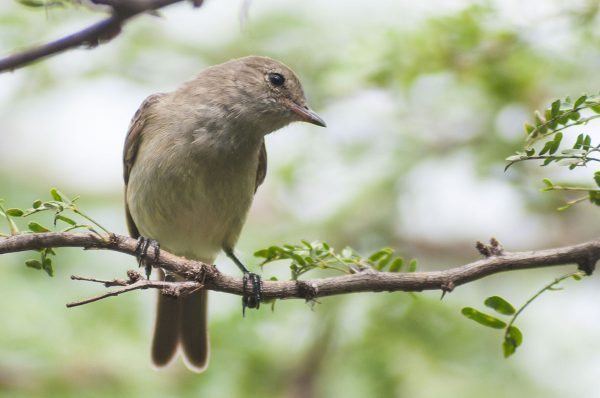 The Caribbean Elaenia can live in both forest and scrub areas, but only lives in the Caribbean. 