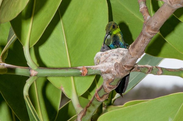 The Green-throated Carib hummingbird depends on a steady source of flower nectar to feed herself and her chicks.