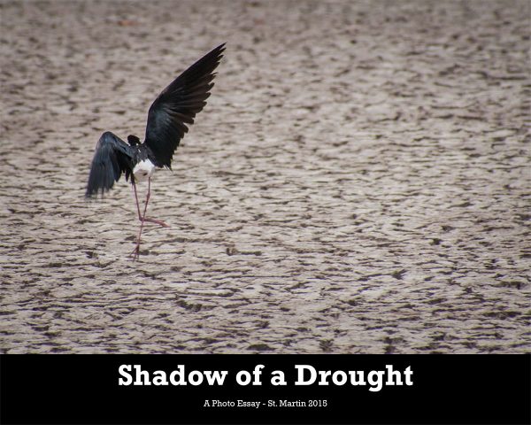 Shadow-of-a-Drought-web