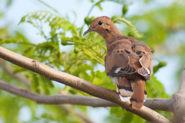 The Zenaida Dove depends on the seeds of many local plants for its diet. 