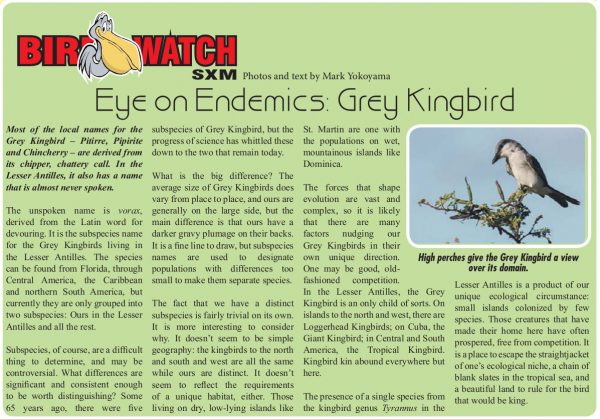 BirdWatch-Gray-Kingbird-web