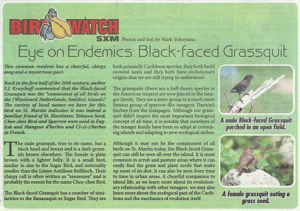 Bird-Watch-Endemics-Black-faced-Grassquit-web