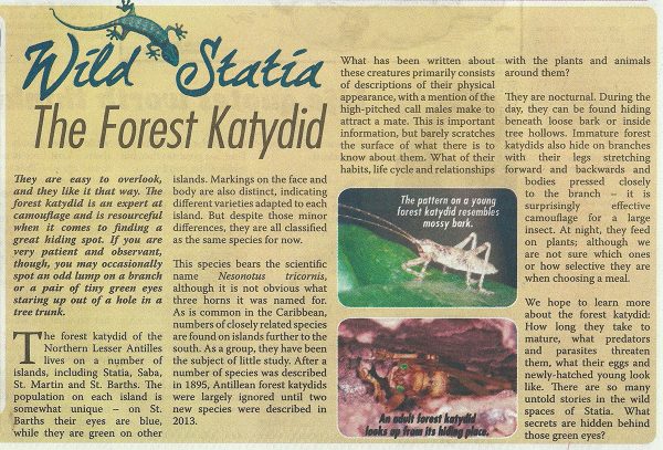 WildStatia-Forest-Katydid-web