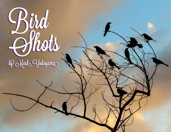 Bird-Shots-web