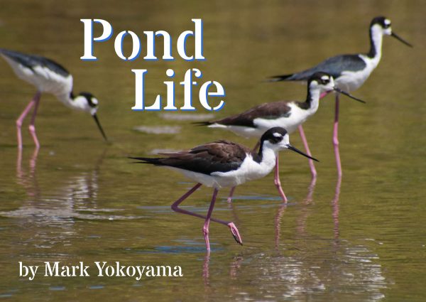 pond-life-cover-web