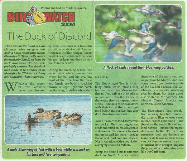 BirdWatch-DuckofDiscord-web