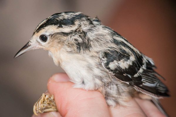 Guests will have the rare chance to see shy migratory songbirds like the Black and White Warbler at the Bird Banding Station.