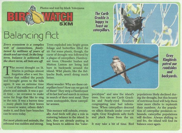 BirdWatch-Balancing-Act-web